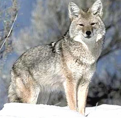 Coyote