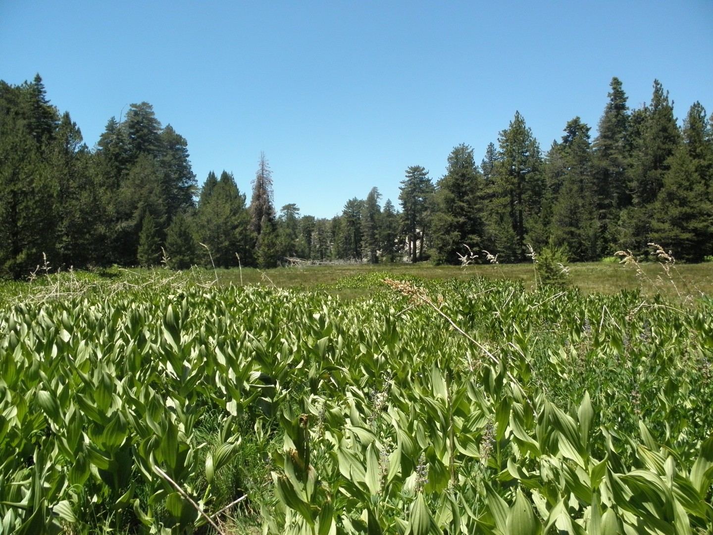 Site Background