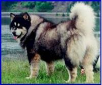 Debbies Mountain Critters 3