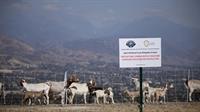 SBCo Fire Goat Grazers 07-20aa