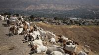 SBCo Fire Goat Grazers 07-20b
