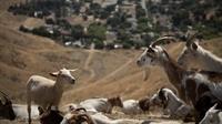 SBCo Fire Goat Grazers 07-20c
