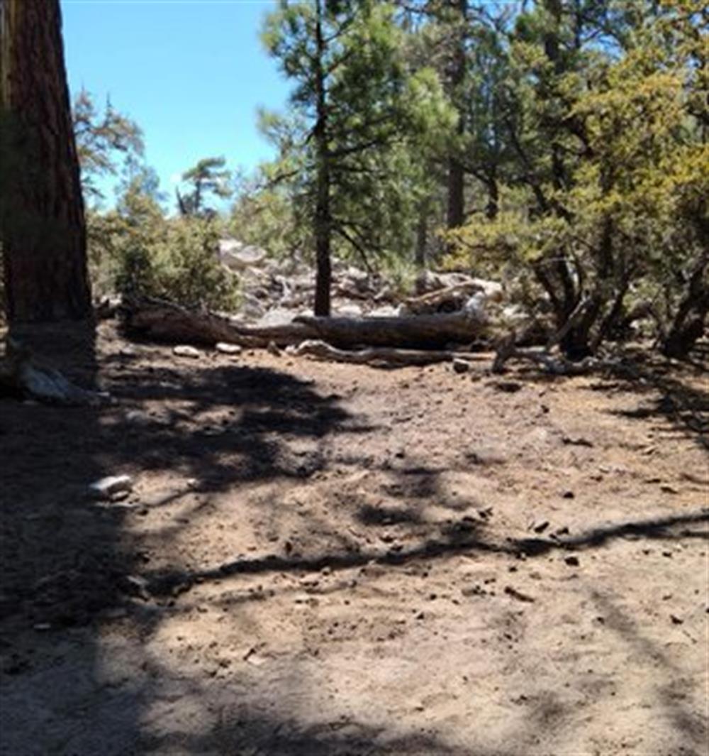 Forest Illegal C Fire JohnBull Tr 05-21 E