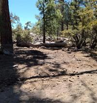 Forest Illegal C Fire JohnBull Tr 05-21 E