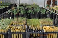 Nat'l Lands Day Native Plants Sept 2014(2)
