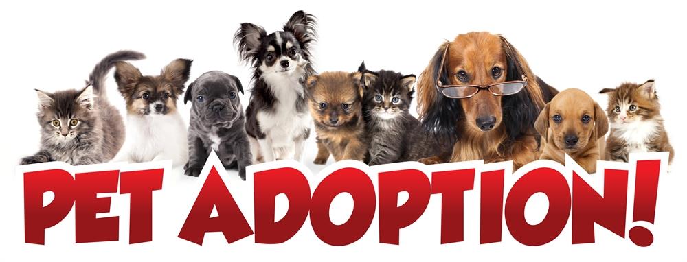 Pet Adoption image (1)