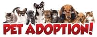 Pet Adoption image (1)
