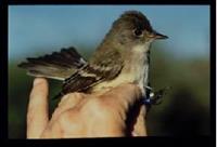 SWestern Flycatccher