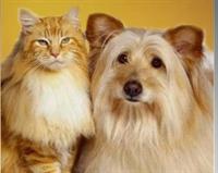 Dog & Cat