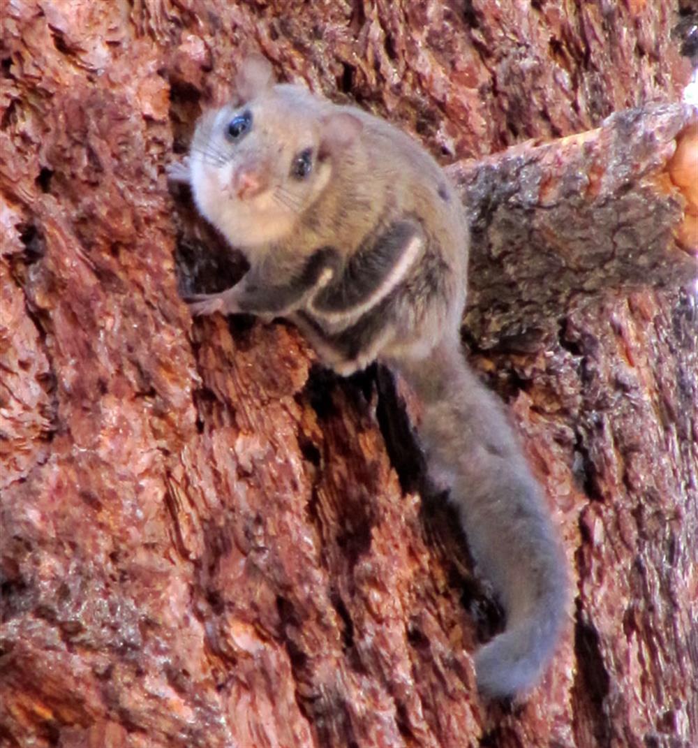 sb_flying_squirrel[1]