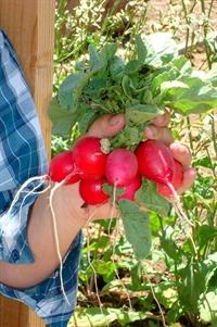 Community Garden 07 2014