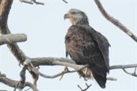 DanEngerBaldEagle[1]