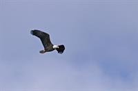 RickSylvies-BaldEagle011015[1]