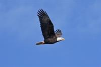 RickSylvies-BaldEagle011015-2[1]