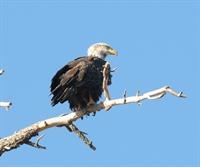 FOREST BaldEagle-123115