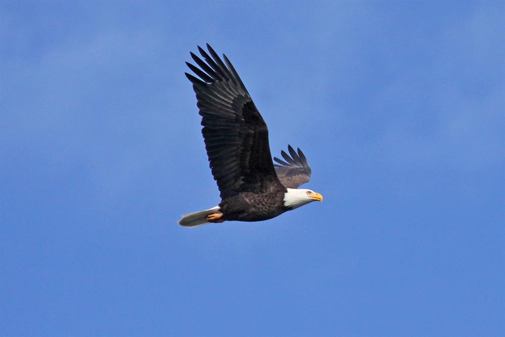 RickSylvies-BaldEagle011015-2