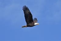 RickSylvies-BaldEagle011015-2