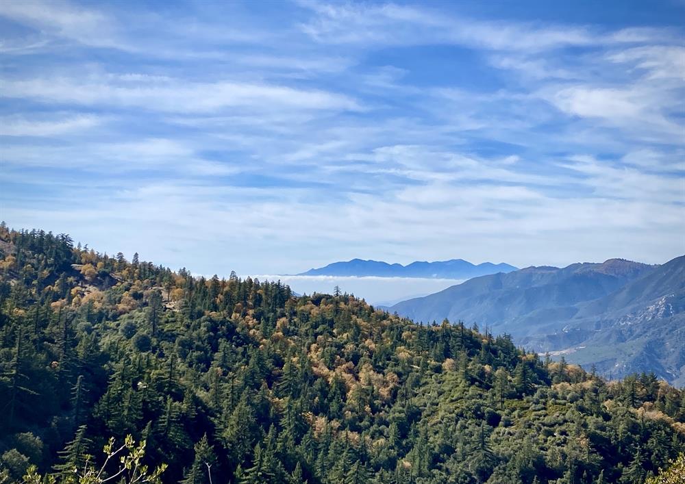 Forest SB our home Fall 2021c