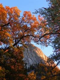 Forest SBN_San-Jacinto-Wilderness_Jana-Desrocher