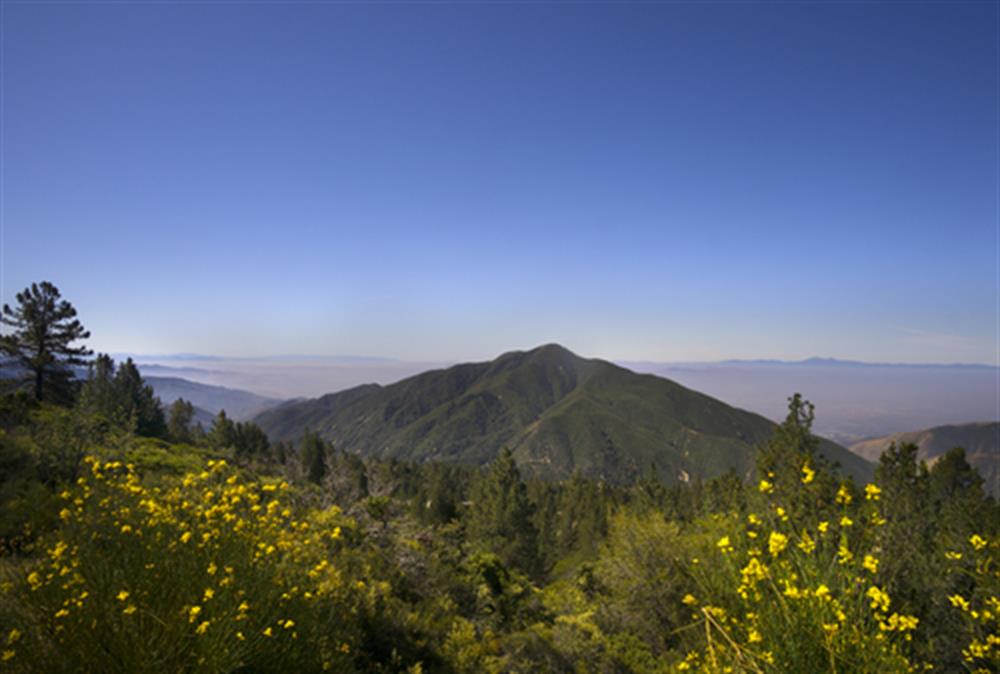 Forest SBNF_shutterstock