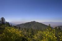 Forest SBNF_shutterstock