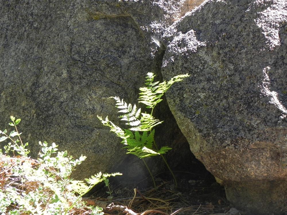 Bracken Fern 