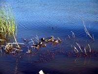 Baby ducks