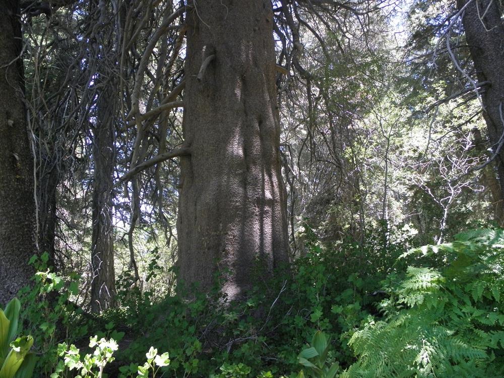 Champion Lodgepole Pine July 2012
