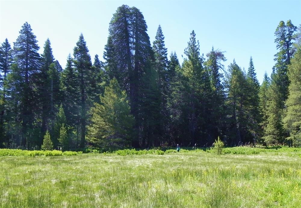 Champion Lodgepole in the center
