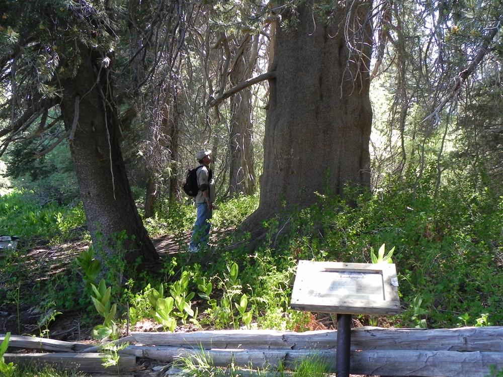 Hiker checking out the Champion Lodgepole Pine