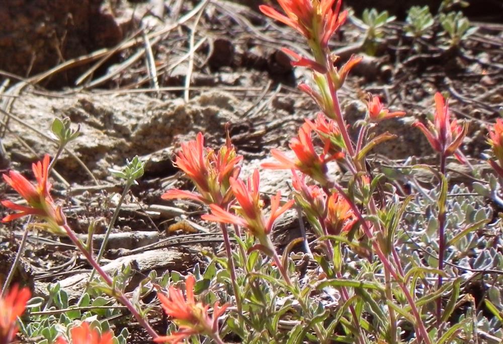 Indian Paintbrush wildflowers