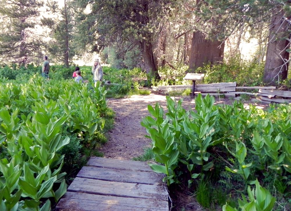 Little bridge near the Champion Lodgepole