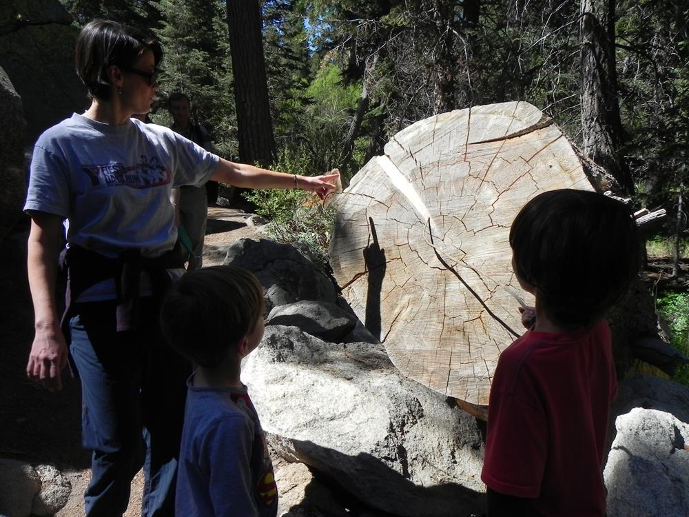 Mum explains about the fallen log