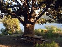 Picnic table at Juniper Point