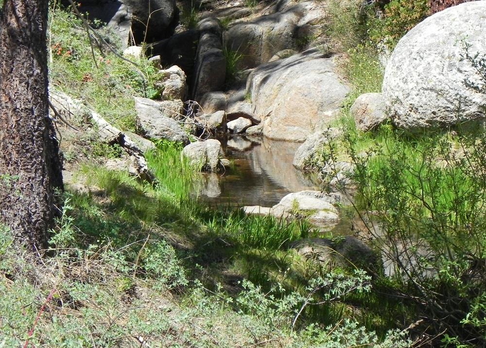 The stream with Indian Paintbrush flowers