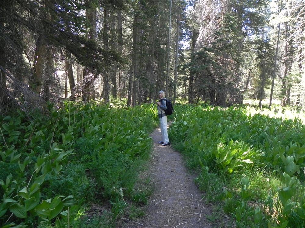 Visitor looking  at the Champion Lodgepole