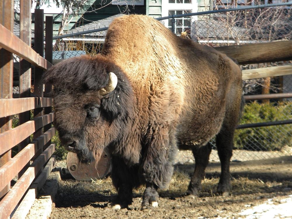Big Bear Alpine Zoo Big Bear