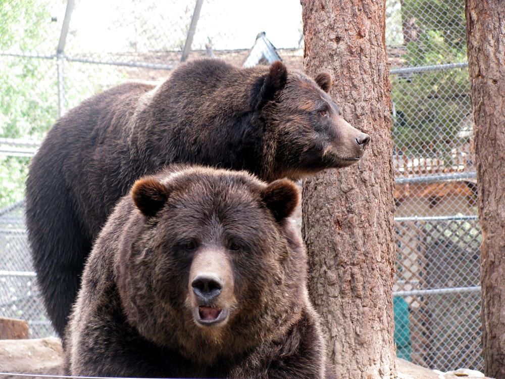 Alyla and Harley Big Bear Alpine Zoo