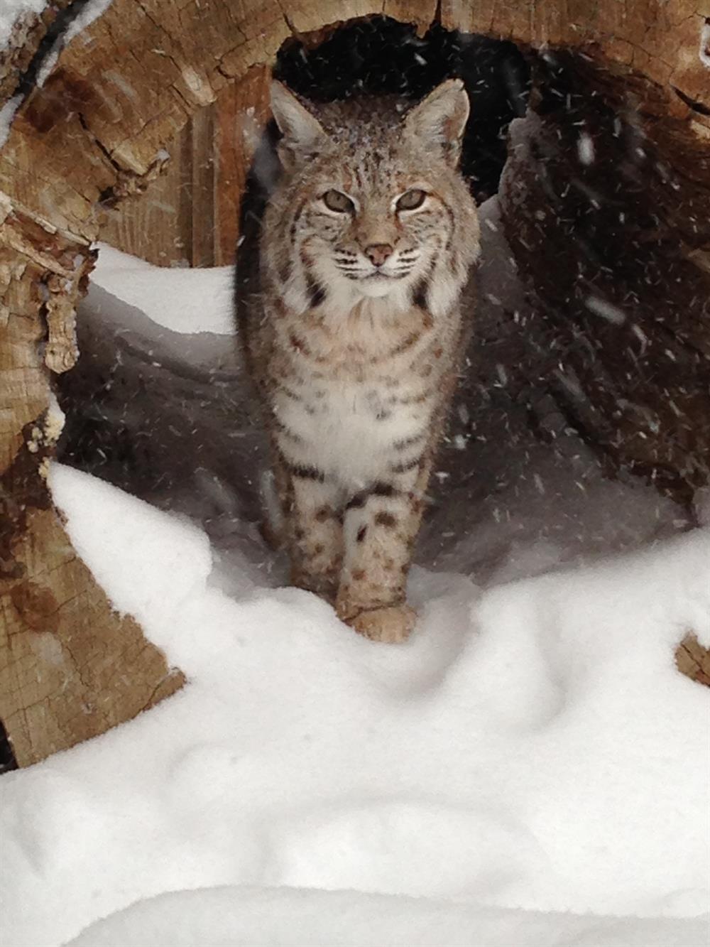 Bobcat -Big Bear Alpine Zoo