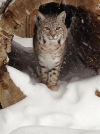 Bobcat -Big Bear Alpine Zoo