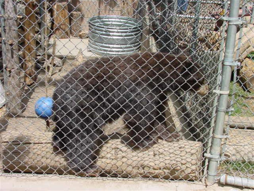 Moonridge Animal Park 10