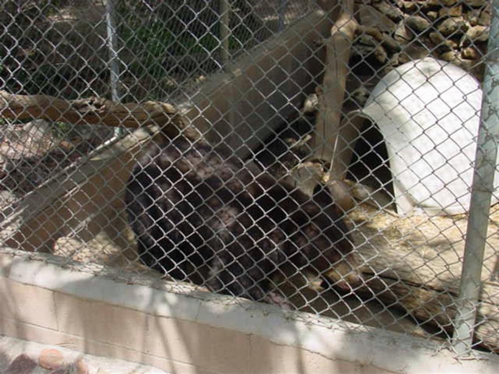 Moonridge Animal Park 11