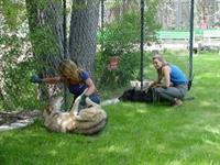 Moonridge Animal Park 9