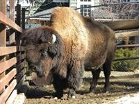 Normie- Big Bear Alpine Zoo