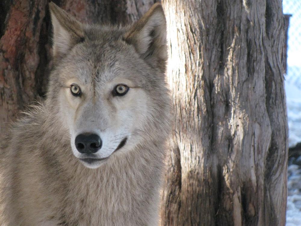 Wolf -Big Bear Alpine Zoo