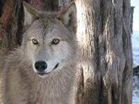 Wolf -Big Bear Alpine Zoo