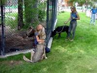Wolves having their daily walk