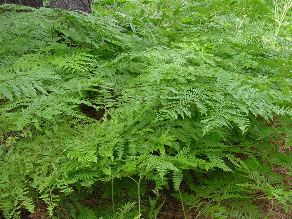 Bracken Ferns