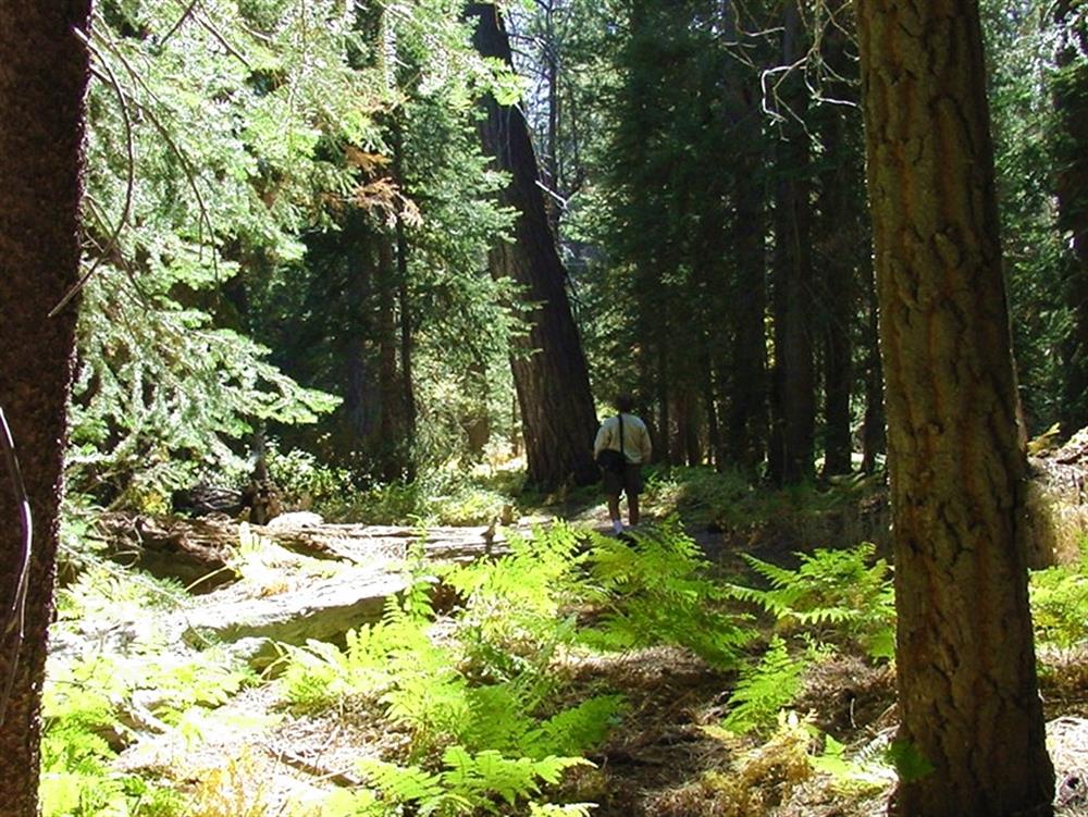 Bracken ferns on Siberia Creek