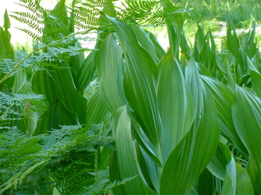 Corn Lillies